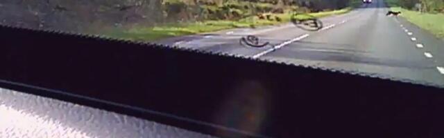 VIDEO | Kagu-Eestis liikuv puuma püüti auto pardakaamerasse