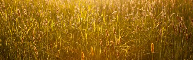 Venemaa tegi üllatava otsuse, mis mõjutab ka Soomet