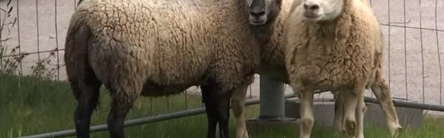 Suve jooksul tuuakse Tartu rohealadele lambad, kitsed ja veised
