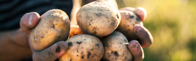 Kadri Kroon: kartul – eestlase teine leib