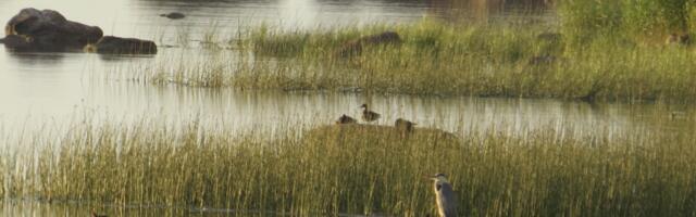 Kaarel Zilmer NÄDALA FOTO