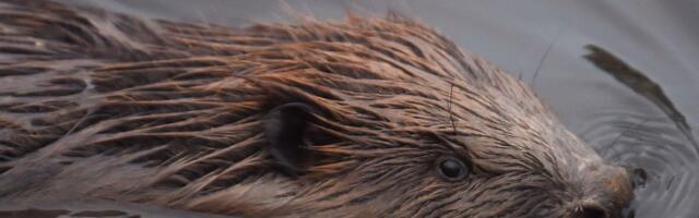 Jahieeskirja muutus: koprad võidavad, haned kaotavad