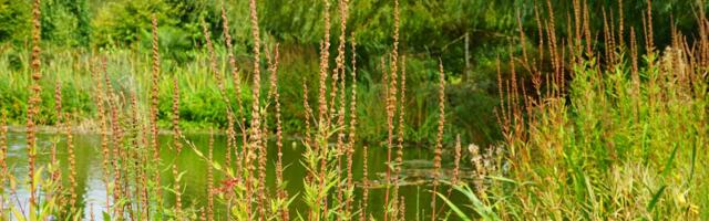 Päästeamet kuulutab välja projektikonkursi kodulähedaste veekogude ohutumaks muutmiseks
