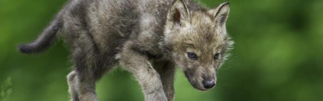 Eesti nõustus Euroopa Liidu survel hundi kaitsestaatuse leevendamisega
