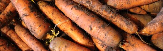 Eurostat: köögiviljasaak kasvas, puuviljasaak vähenes