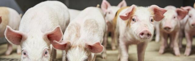 Soome tõmbab pidurit: ärge tooge Eestist seakatku, see mõjuks meie majandusele laastavalt