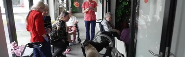 Ranna Rantšo perenaine viib oma kitse- ja lambatalled hooldekodudesse külla