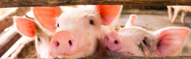 Hiinlased söövad Eesti kanade varbaid ja aafriklased meie sigade päid