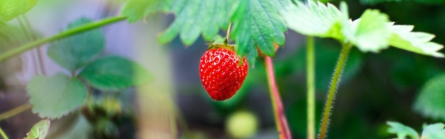 Need on suurimate kandideerijate arvuga hooajatööd