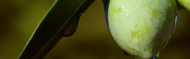 Mis on tervislik keha toitmine