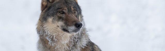 Hetkeseisuga on Eestis kütitud esmasest küttimismahust 28 hunti