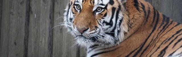 Tallinna loomaaed: Hüvasti, Pootsman!