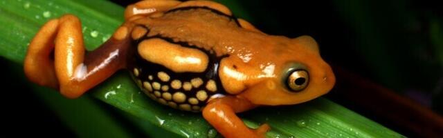 Liikide väljasuremine on aeglustunud