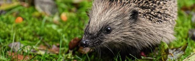 Aasta loom 2026 on siil – väike loom suure sõnumiga