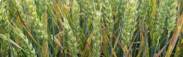 Levinud pestitsiidid ohustavad nisu kaitsvat mikroobikooslust