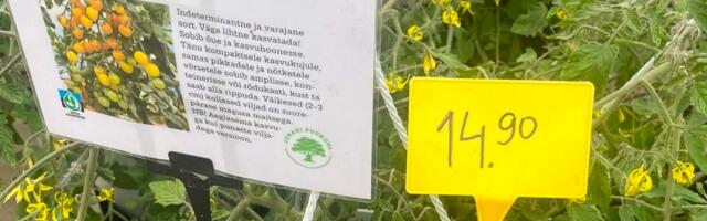 HINNAÜLEVAADE | Tänavune aiandushooaeg algas hinnašokiga