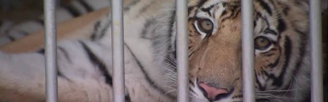 Reporter: Tabati nädal aega linnatänavatel luusinud tiiger