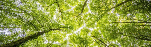 METSAKONVERENTS | Metsatööstuse panus rohepöörde ja kliimaneutraalsuse saavutamisel