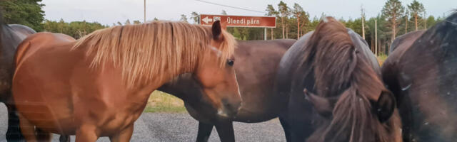 Lahti jäetud karjavärav toob loomade omanikule suure jama