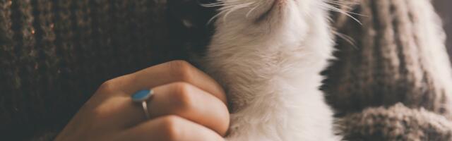 Kass ei vali peres lemmikut juhuslikult – mis määrab, kelle kõrval tunneb end kõige turvalisemalt?