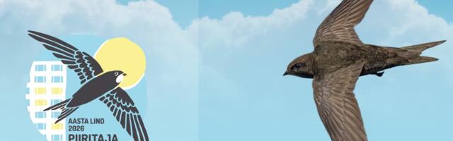 Fotokorje aasta linnust piiritajast