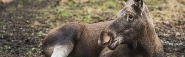 Jahimehed küttisid mullu rohkem põtru, kui riik soovitas