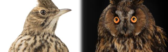 Hilisõhtune eluviis öökulli-tüüpi inimestel võib suurendada depressiooniriski, selgus uuringust