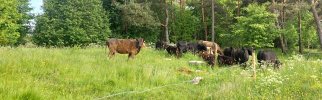 KIK toetab looduskaitsetöid, uuringuid ja võõrliikide tõrjet