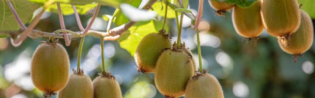 Uskumatu, aga tõsi: kiivid võivad kasvada ka Euroopas