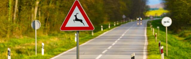 Ettevaatust liikluses – alanud sügis toob metsloomad teele