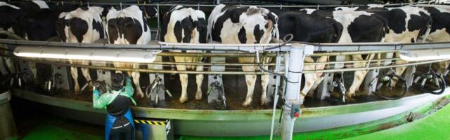 Eesti purustas Euroopa piimatoodangu rekordi