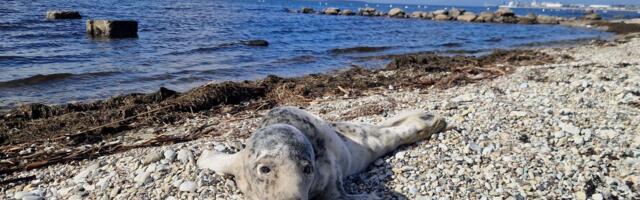 FOTOD | Ebatavaline päästeoperatsioon: riigilaevastiku lootsimeeskond läks appi eksinud hülgepojale