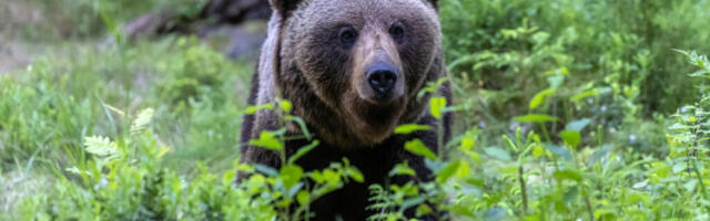 KARU AASTA AVAMINE JA LOODUSFOTOGRAAFI NÄITUSE VAATAMINE TALLINNA LOOMAAIAS