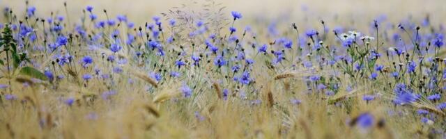 Mobiiliäpp Iva on põllumeeste poolt hästi vastu võetud