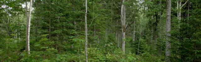 ÕHUS | Vingumine on inimõigus