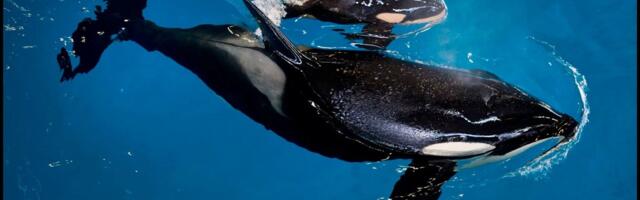 Vana mood tuli tagasi_ mõõkvaalad hakkasid pärast 37 aastat jälle kandma surnud lõhedest „mütse“