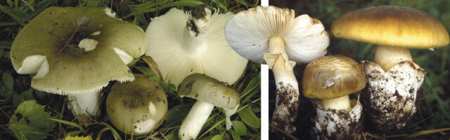 Ettevaatust, mürgised seeneteisikud!