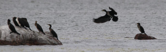 Aasta lind on tontlik kormoran