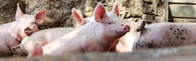 Taudi tõrjumiseks võetakse kasutusse Atria Eesti AS loomsete kõrvalsaaduste käitlemise üksus