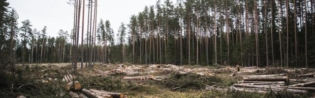 Survestamine on ohumärk: metsa müügiga ei tasu kiirustada