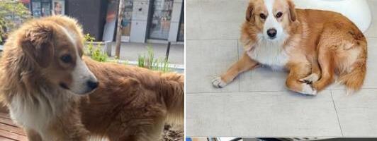 "NE ZNAMO DA LI SE ZAPUTIO PREMA NIŠU ILI BEOGRADU" Traži se Žira, pas viđen u vozu! I nije mu prvi put, putovao je i ranije! (FOTO)