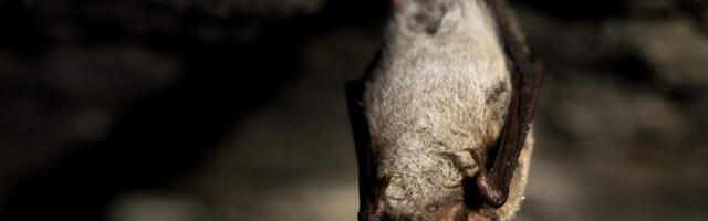 Harrastusteadlased leidsid kodukeldritest ligi 280 nahkhiirt