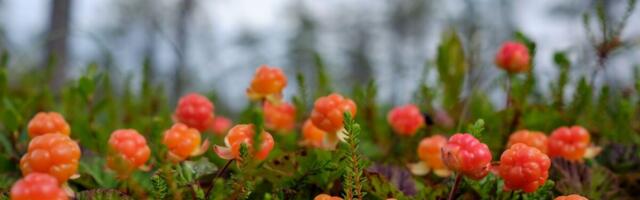 Uuring: muraka seemnekestas on haiglabakteri vastu aitavaid ühendeid