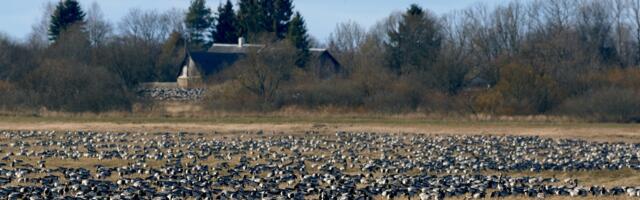Kahjude vältimise eesmärgil lubatakse taas hanelistele jahti