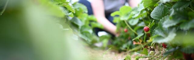 Soomlased otsivad üksteise võidu suviseid tööotsi. Eestlased pole õiget hoogu veel sisse saanud