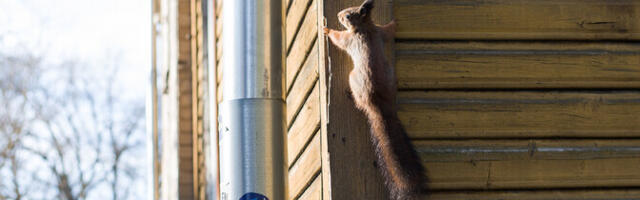 Nädalavahetus algab kauni kevadilmaga