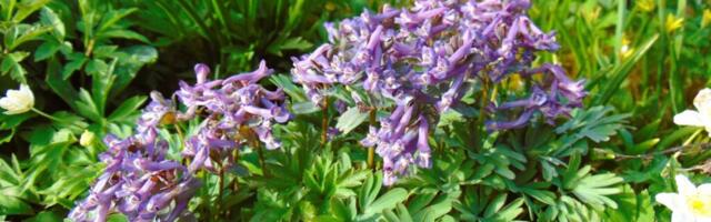 LOODUS TÄRKAB | Kes pistavad looduses esimesena nina välja?