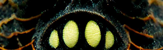 ODAV ÕUDUSJUTT ⟩ Sirly Meriküll: Ripslased