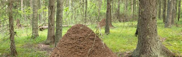 Kuklased võivad vähendada üraskite tekitatud metsakahjustusi