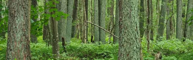 LOODUSKAITSJA AVALIK KIRI | Vastuolud Pärnu metanoolitehase planeerimisprotsessis